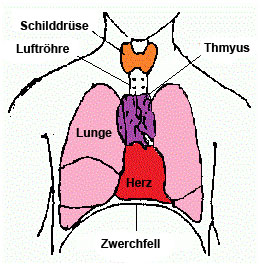 thymus1